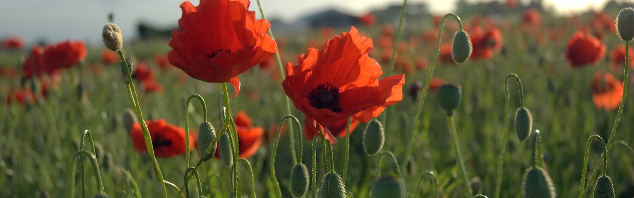 Concert for the centenary of the First World War